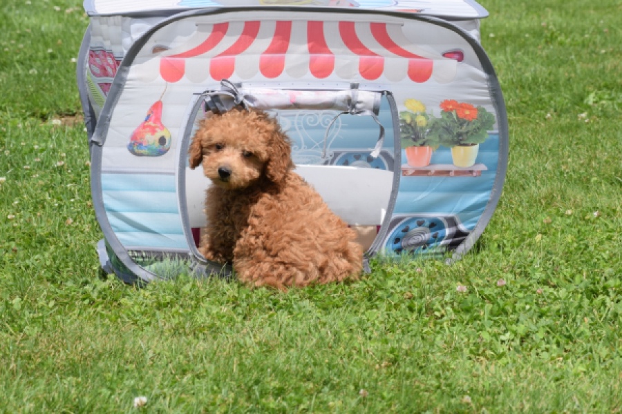 Caniche (reu) 55456