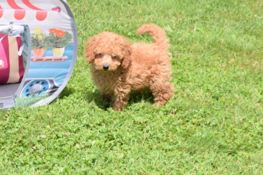 Caniche (reu) 55456