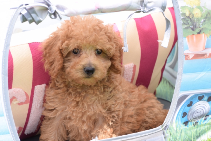 Caniche (reu) 55456