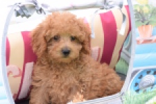 Caniche (reu) 55456
