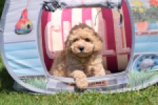 Caniche (teef) 82140