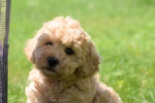 Caniche (teef) 82140