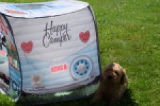 Caniche (teef) 90372