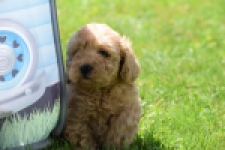 Caniche (teef) 90372