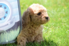 Caniche (teef) 90372
