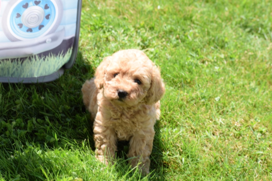 Caniche (teef) 90372