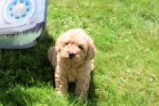 Caniche (teef) 90372