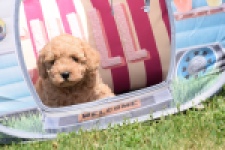 Caniche (teef) 90372