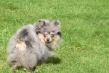 Keeshond (teef) 63520