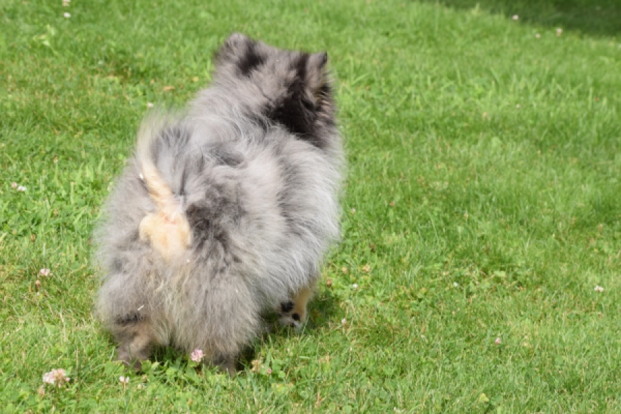 Keeshond (teef) 63520