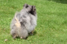 Keeshond (teef) 63520