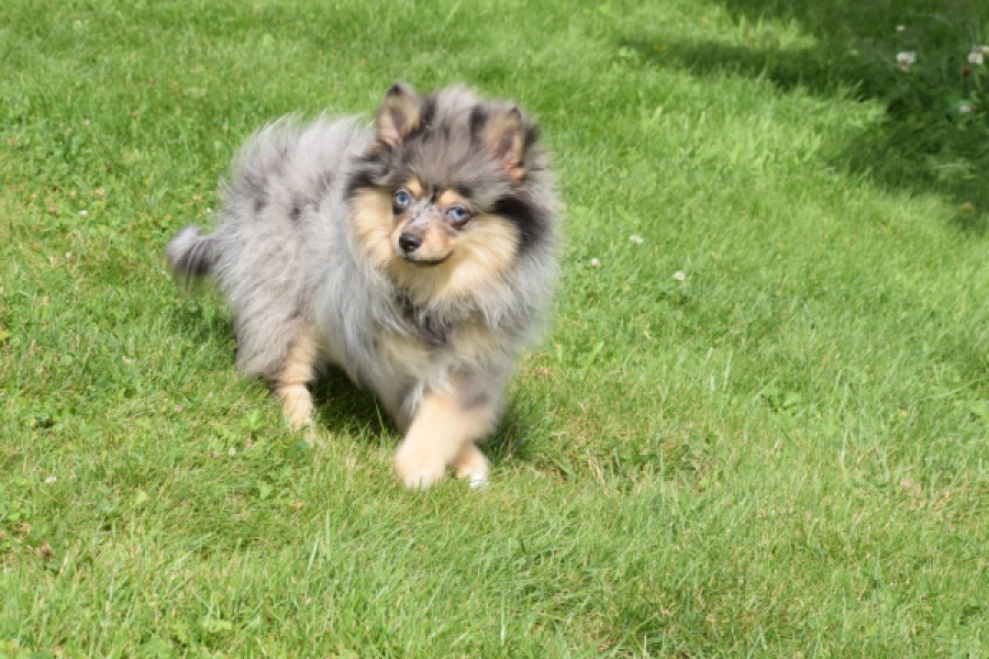 Keeshond (teef) 63520