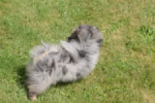 Keeshond (teef) 63520