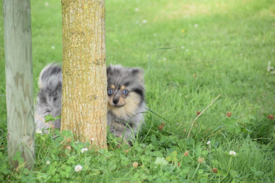 Keeshond (teef) 63520