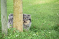 Keeshond (teef) 63520