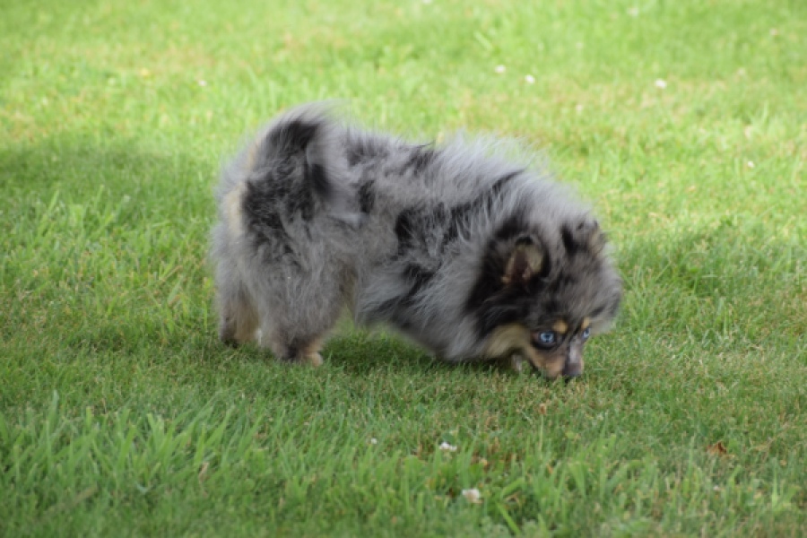 Keeshond (teef) 63520