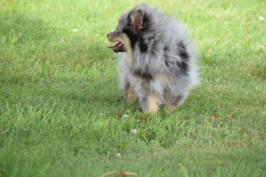 Keeshond (teef) 63520