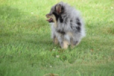 Keeshond (teef) 63520