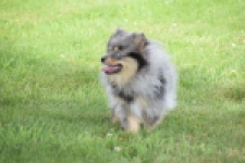 Keeshond (teef) 63520