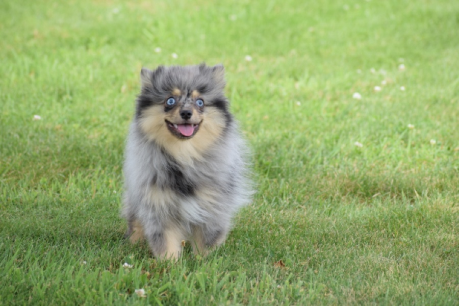 Keeshond (teef) 63520