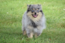 Keeshond (teef) 63520