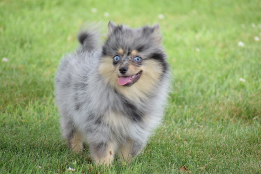 Keeshond (teef) 63520