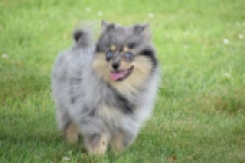 Keeshond (teef) 63520
