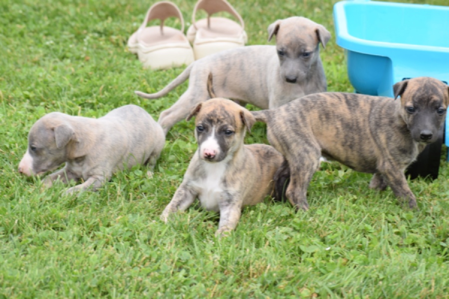 Whippet nestje 