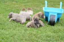 Whippet nestje 