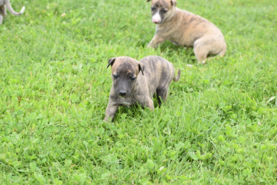 Whippet nestje 