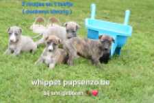 Whippet nestje 