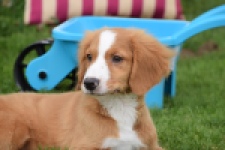 Nova Scotia Duck Tolling Retriever (reu) 64489