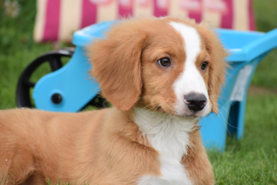 Nova Scotia Duck Tolling Retriever (reu) 64489