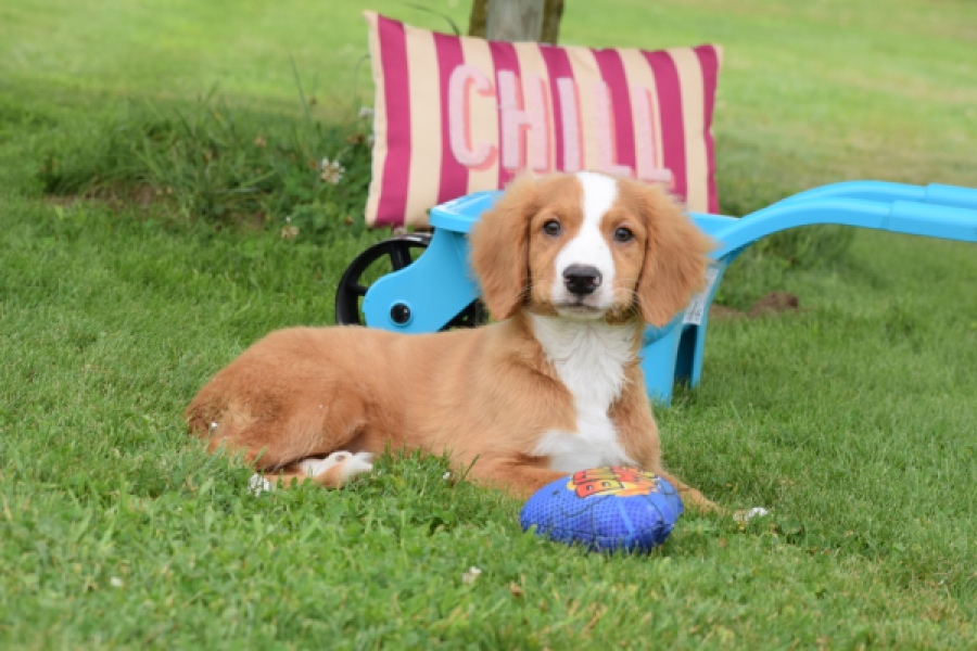 Nova Scotia Duck Tolling Retriever (reu) 64489