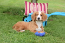 Nova Scotia Duck Tolling Retriever (reu) 64489