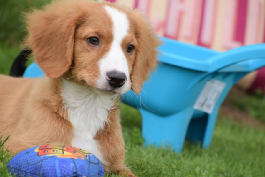 Nova Scotia Duck Tolling Retriever (reu) 64489
