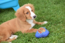 Nova Scotia Duck Tolling Retriever (reu) 64489