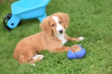 Nova Scotia Duck Tolling Retriever (reu) 64489