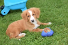 Nova Scotia Duck Tolling Retriever (reu) 64489