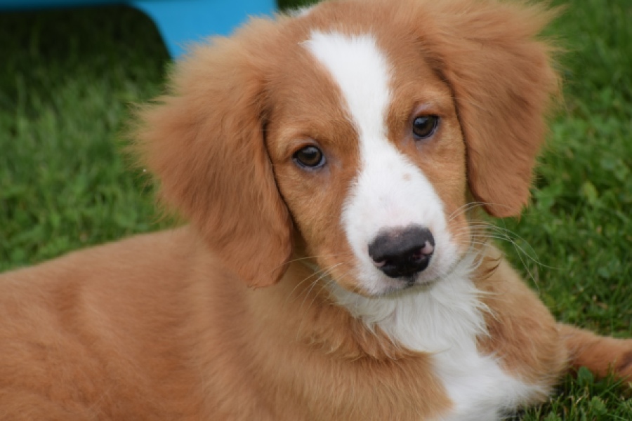 Nova Scotia Duck Tolling Retriever (reu) 64489