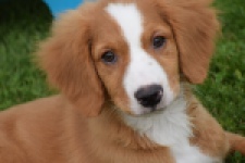 Nova Scotia Duck Tolling Retriever (reu) 64489