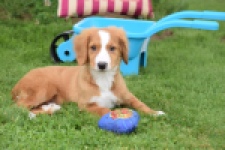 Nova Scotia Duck Tolling Retriever (reu) 64489