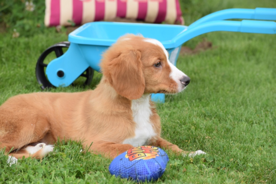 Nova Scotia Duck Tolling Retriever (reu) 64489