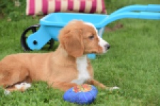Nova Scotia Duck Tolling Retriever (reu) 64489
