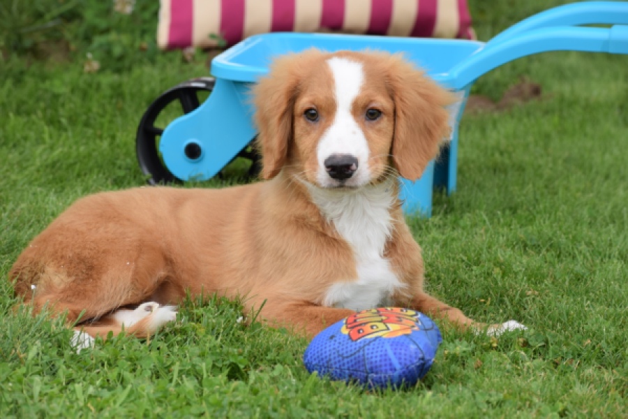 Nova Scotia Duck Tolling Retriever (reu) 64489