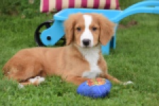 Nova Scotia Duck Tolling Retriever (reu) 64489