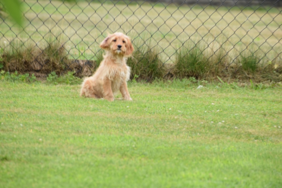 Cavapoo (reu) 64757