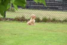 Cavapoo (reu) 64757