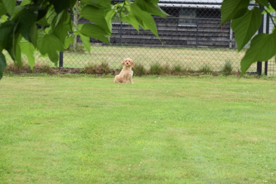 Cavapoo (reu) 64757