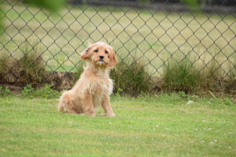Cavapoo (reu) 64757
